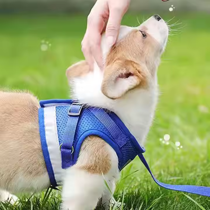 Breathable No-Pull Dog Harness with Matching Leash