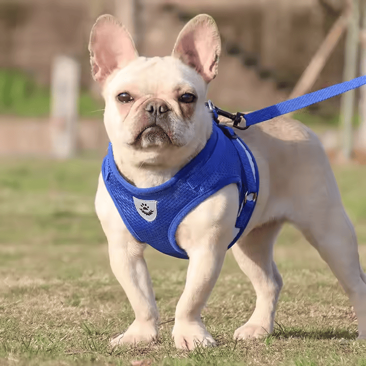 Breathable No-Pull Dog Harness with Matching Leash